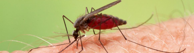 Anopheles Mosquitoes