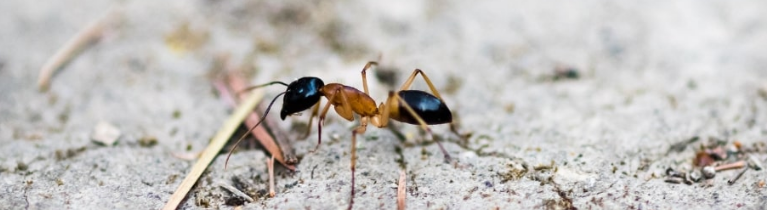 GHOST ANTS