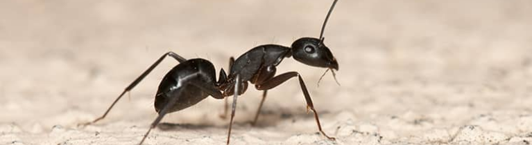 LITTLE BLACK ANTS